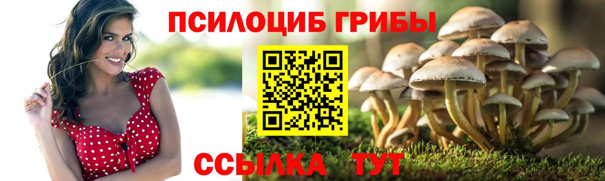 Псилоцибиновые грибы Psilocybine cubensis Заинск